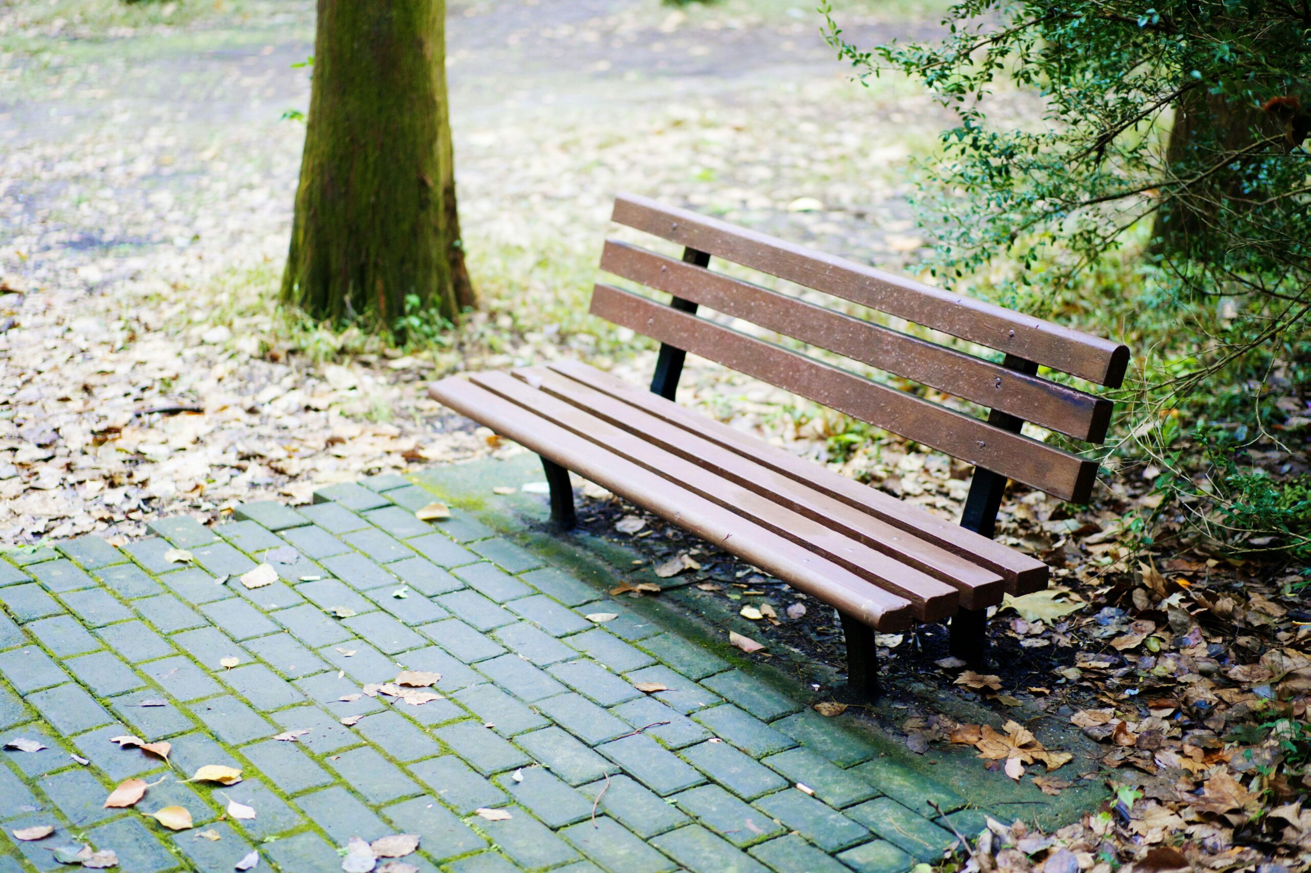 A solitary wooden park bench surrounded by autumn leaves in a tranquil outdoor setting.